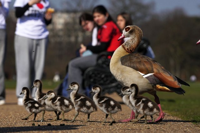 Egyptian Geese walk on a sunny day at a park in London, Wednesday, March 19, 2025. (Photo by Kin Cheung/AP Photo)