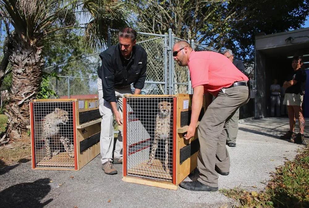 Miami Zoo Welcomes Two Young Male Cheetahs from South Africa