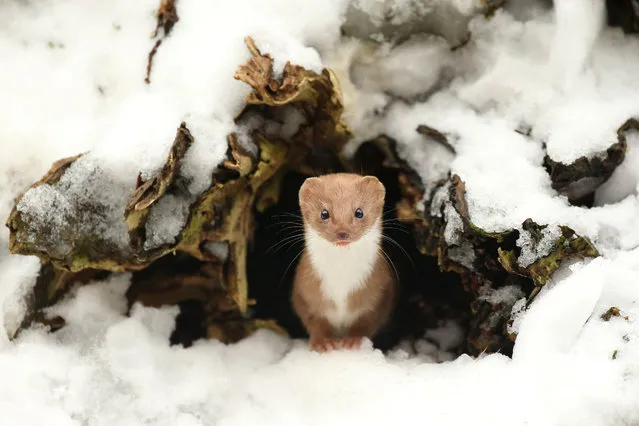 British winter season winner: Robert E. Fuller, “Common weasel”, North Yorkshire, England. (Photo by Robert E. Fuller/British Wildlife Photography Awards 2016)