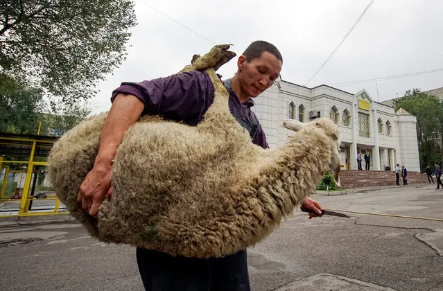 A butcher carries a sheep for slaughtering to mark Kurban-Ait, also known as Eid al-Adha, in the Central Mosque in Almaty, Kazakhstan, September 12, 2016. (Photo by Shamil Zhumatov/Reuters)
