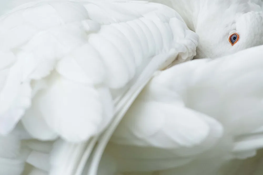 Pictures of Recent Events: Animals