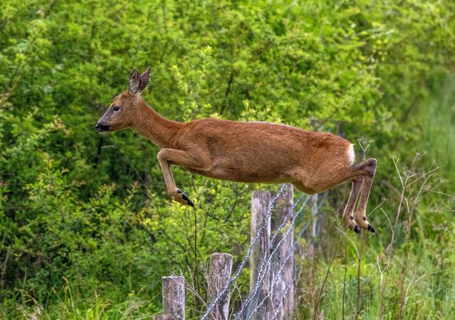 A roe deer jumps over a fence near Overton in Hampshire, UK on Monday, May 19, 2025. (Photo by Deborah Heath/Picture Exclusive)