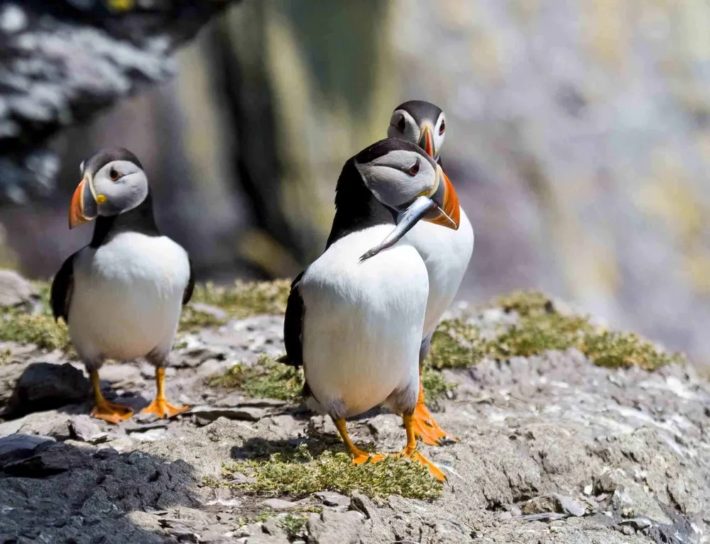 Atlantic Puffin Is AKA Puffins Or Puffin Birds
