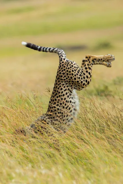 'Be different'.  A leopard appears to fall face forward into grass. (Photo by Mohammed Alnaser/Comedy Wildlife Photography Awards/Mercury Press)