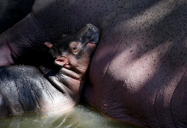 A three-day-old hippopotamus calf rests on the belly of its nine-year-old mother “Dashya” inside their pen at the Bannerghatta Biological Park on the outskirts of Bengaluru, India February 2, 2018. (Photo by Abhishek N. Chinnappa/Reuters)