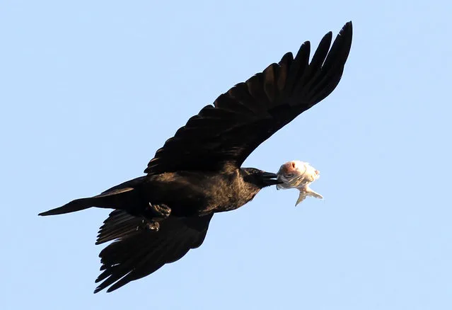 In this May 5, 2012 file photo, an American Crow carries a dead fish in its beak as it flies above the beach in Bal Harbour, Fla. The critical ranges of more than half of the 588 North American bird species will either shrink significantly or move into uncharted territory for the animal, according to analysis by the society's top scientist. While other studies have made similar pronouncements, this report gives the most comprehensive projections to what is likely to happen to America's birds. (Photo by Wilfredo Lee/AP Photo)