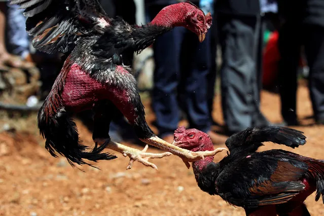 Roosters fight during a local cockfighting event after Spring Festival holidays in Jinning, Yunnan province, China February 28, 2018. (Photo by Wong Campion/Reuters)