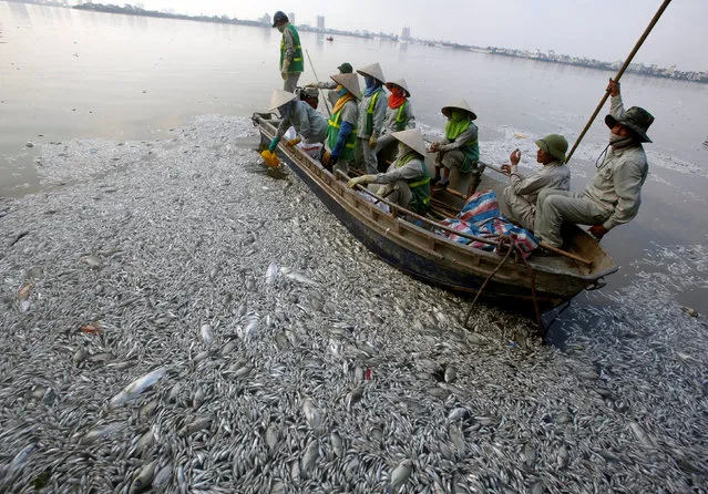 Workers collect dead fishes floating in the polluted West Lake in Hanoi, Vietnam October 2, 2016. (Photo by Reuters/Kham)