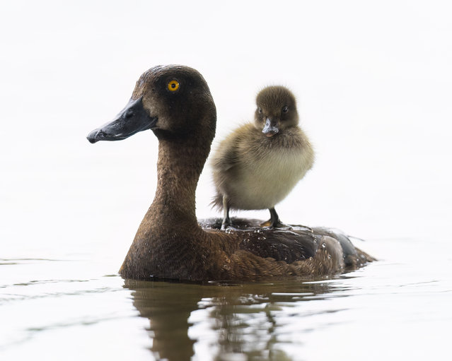 A mother duck gives her baby a ride across Bushy Park, London on August 13, 2025. (Phoot by Surrey Hills Photography/Bav Media)