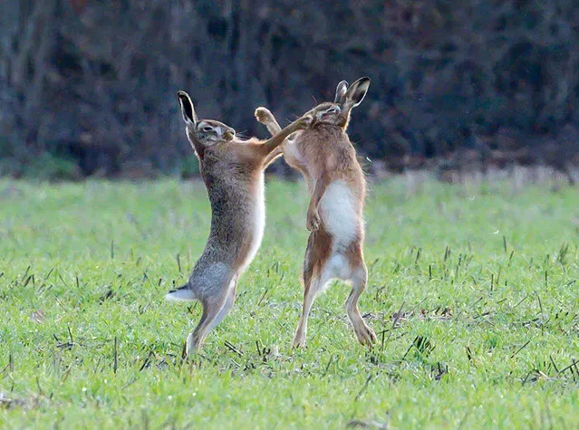 A pair of Hares have a fight near Overton in Hampshire, United Kingdom on February 15, 2023. (Photo by Deborah Heath/Picture Exclusive)