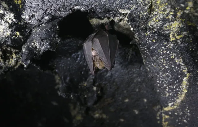 A bat is hanging upside down in a closed cave of the Manjanggul site in Jeju, South Korea, November 7, 2015. Manjanggul cave is a 7.4km-long lava tube locally with a multi-level structure. It is one of the largest lava tubes in the world having a main passage with a width of up to 18m and a height of up to 23m. (Photo by Jeon Heon-Kyun/EPA)