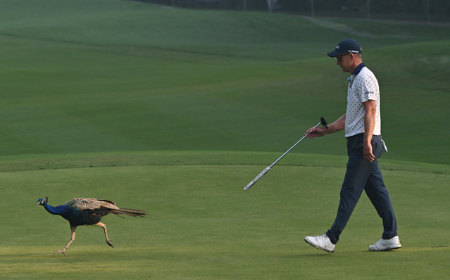 Luke Donald of England chases away a peacock on the 11th green on day two of the DP World India Championship 2025 at Delhi Golf Club on October 17, 2025 in New Delhi, India. (Photo by Prakash Singh/Getty Images)