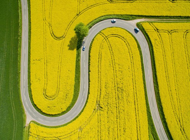 Aerial view taken on May 12, 2016 shows cars driving on the winding L401 country road past rapeseed fields near Nienstedt close to Bad Muender am Deister, central Germany. (Photo by Julian Stratenschulte/AFP Photo/DPA)