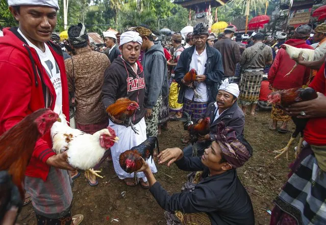Balinese men hold their cock fighters during the Tabuh Rah ceremony at a Temple in Gianyar, Bali, Indonesia, 28 December 2014. (Photo by Made Nagi/EPA)
