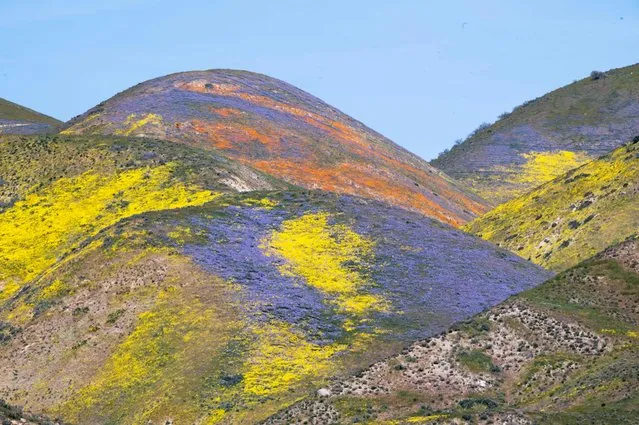 Orange, yellow and purple wildflowers paint the hills of the Tremblor Range, April 25, 2023 at Carrizo Plain National Monument near Santa Margarita, California. After years of drought heavy winter rains created an explosion of wildflowers known as a “superbloom” in southern and central California. (Photo by Robyn Beck/AFP Photo)