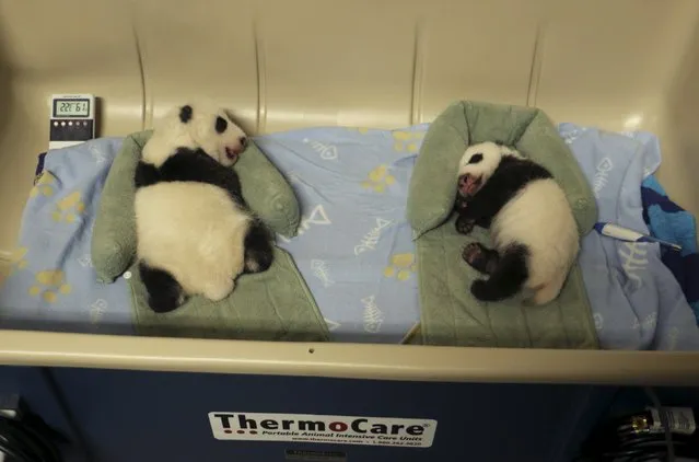 Twin giant panda cubs born to mother Er Shun are seen in this undated handout picture taken at the Toronto Zoo in Toronto, Ontario. The cubs are now nearly six weeks old and will be living within the maternity area inside the Giant Panda House at the zoo for approximately four to five months. (Photo by Reuters/The Toronto Zoo)