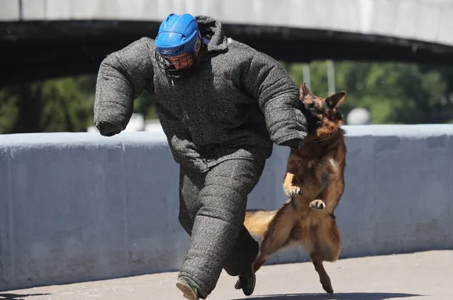 A Belarussian military dog handler fends off his charge during the 100th anniversary of the Belarussian Border Guard Service celebration in the central Minsk park, Belarus, 27 May 2018. The Border Guard day is held on 28 May. (Photo by Tatyana Zenkovich/EPA/EFE)