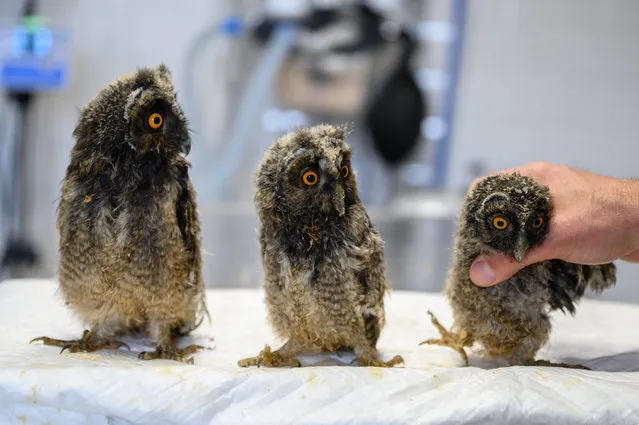 Long-eared owlets (Asio otus) receive medical attention in Sukoro Wild Bird Hospital and Shelter in the village of Sukoro, western Hungary, 05 May 2023. Founded by veterinary surgeon Tamas Berkenyi in 1996, the avian hospital covers its operating costs entirely by public donations. In 2022, about one thousand injured specimens of some hundred species were treated in the hospital with over six hundred birds were nursed back to health and released into the wild last year. Permanently injured wild birds are cared for lifelong in the shelter, which also receives visitors to educate the public and help protect wildlife. (Photo by Tamas Vasvari/EPA/EFE)