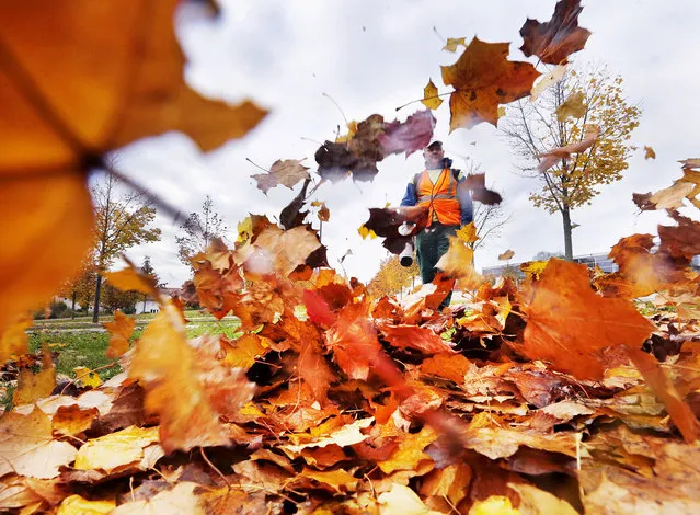 A public worker blows away leaves from a street in Frankfurt, Germany, Thursday, November 3, 2016. (Photo by Michael Probst/AP Photo)