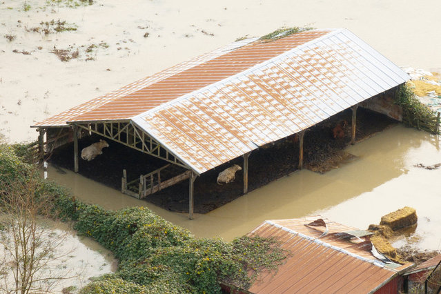 A drone view shows livestock surrounded by water in an area flooded by the Snoqualmie River in Fall City, Washington, on December 9, 2025. (Photo by David Ryder/Reuters)