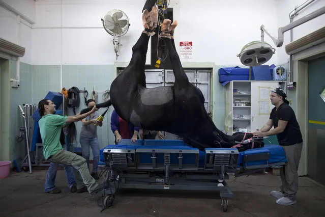 In this Saturday, November 28, 2015 photo, a horse is hoisted onto an equine operating table ahead of a surgery at the Hebrew University's Koret School of Veterinary Medicine in Rishon Lezion, Israel. Horses are prone to galloping off the operating table as soon as anesthesia wears off, requiring veterinarians to rely on elaborate tools and an army of volunteers to safely treat animals that can weigh more than 1,000 pounds (450 kilograms). (Photo by Oded Balilty/AP Photo)