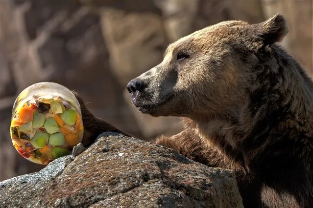 A bear holds frozen fruits treat on a hot and sunny day at the Madrid Zoo, Spain, Thursday, July 13, 2023. (Photo by Manu Fernandez/AP Photo)