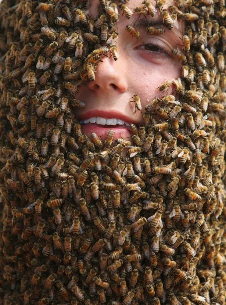 Annual Bee Beard Competition in Canada