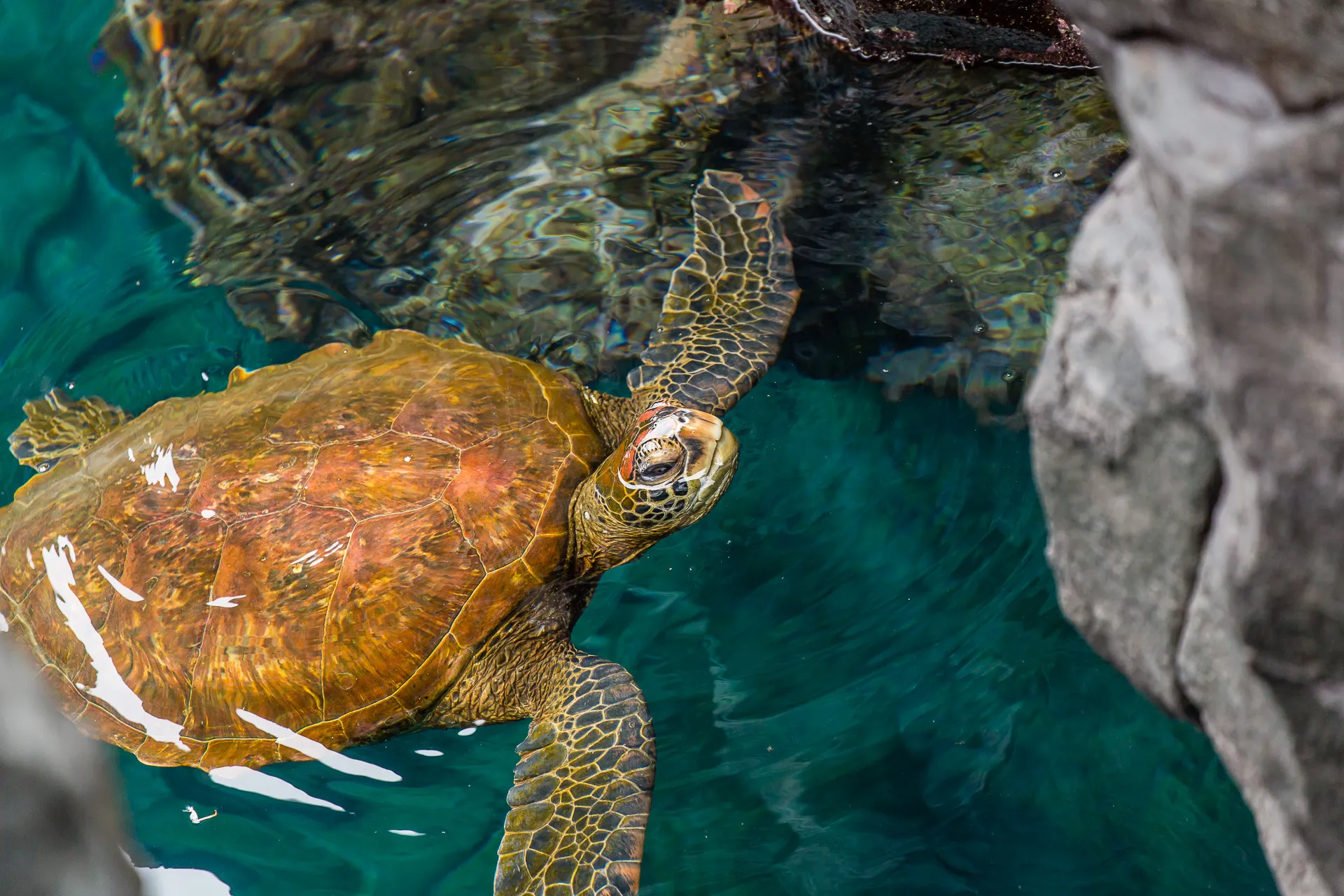 Галапагосские морские черепахи