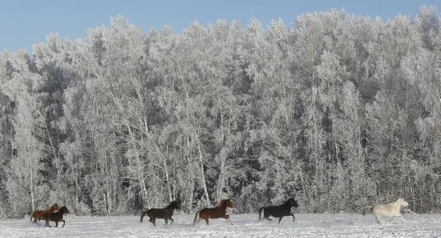 Draft horses gallop through a field, with the air temperature at about minus 24 degrees Celsius (minus 11.2 degrees Fahrenheit), outside Malaya Tumna village south of the Siberian city of Krasnoyarsk, Russia, January 4, 2016. (Photo by Ilya Naymushin/Reuters)