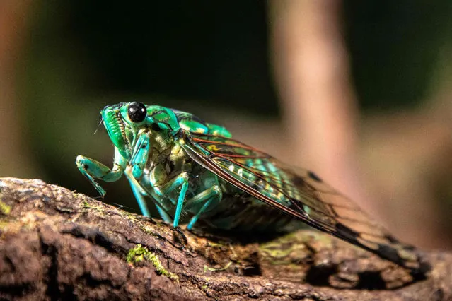 A cicada is seen by the Rio Celeste river in the Volcan Tenorio National Park in Alajuela Province, in northern Costa Rica, on May 24, 2023. The Maleku indigenous people claim to be part of the Costa Rican ecotourism circuit in the Tenorio Volcano National Park – which they consider to be their own by ancestral right – and where new Maleku entrepreneurs offer ecotourism circuits based on their cosmovision, since visitors not always reach their community Palenque Margarita. (Photo by Ezequiel Becerra/AFP Photo)