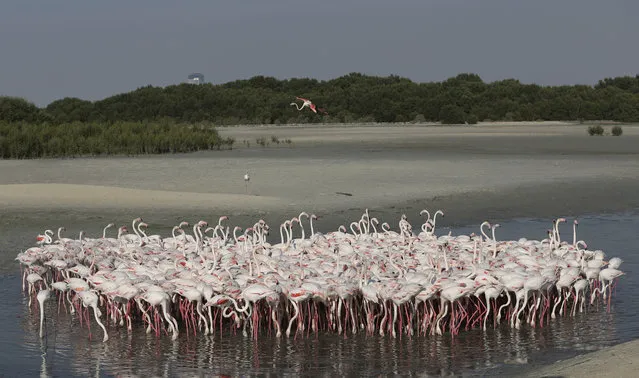 Flamingoes gather for their afternoon feeding at the Ras Al Khor Wildlife Sanctuary in Dubai, United Arab Emirates on Wednesday, March 2, 2016. Thousands of greater flamingos live in the saltwater wetland park along the banks of the Dubai Creek. The 6-kilometer (3.73-mile) park was created by a ruler’s decree in 1985 and later fenced off. (Photo by Kamran Jebreili/AP Photo)