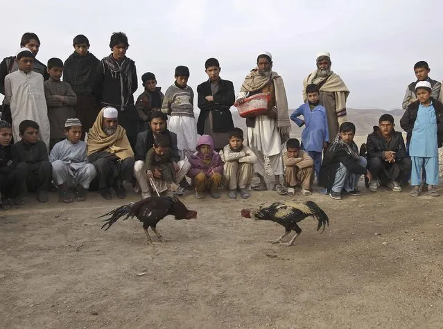 Afghans watch cock fighting on the outskirts of Jalalabad Province, February 6, 2015. (Photo by Reuters/Parwiz)