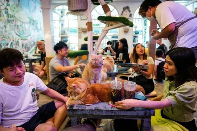 Customers drink coffee as they playing with cats at Caturday Cafe, cat coffee, during International Cat Day in Bangkok, Thailand on August 8, 2023. International Cat Day is a celebration which takes place on 8 August of every year, was created by the International Fund for Animal Welfare (IFAW) in 2002, to raise awareness and understanding for cats and learn about ways to help and protect them. (Photo by Matt Hunt/Anadolu Agency via Getty Images)
