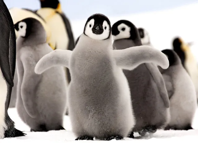 A baby Emperor penguin stands out from the crowd. (Photo by Dafna Ben Nun/Caters News)