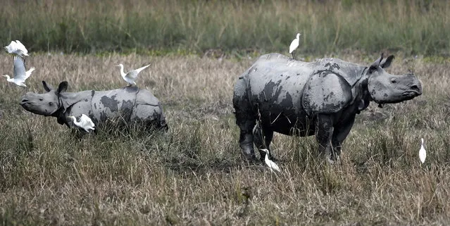 Indian one horned Rhinos are seen on the opening day of the Pobitora Wildlife Sanctuary in Morigaon district of Assam, India, 07 October 2018. (Photo by EPA/EFE/Stringer)
