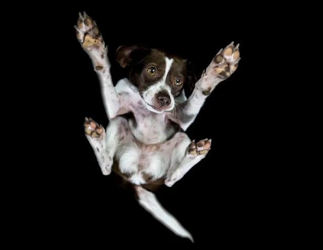 A photograph of a dog taken from underneath on December 2016 in VA, Canada. (Photo by The Underdogs Project/Barcroft Images)