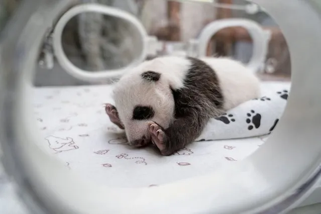 A one-month-old female giant panda cub lies in an incubator at the Moscow Zoo in the capital Moscow, Russia, in this picture released September 25, 2023. The cub's parents, female giant panda Ding Ding and male giant panda Ru Yi, were lent by China to the Moscow Zoo in 2019 for 15 years as part of a joint research project. (Photo by Moscow Zoo/Handout via Reuters)