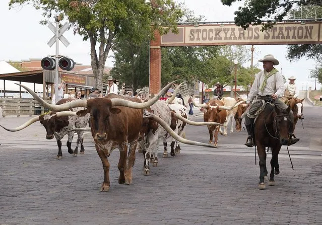 Cowboys drive a herd of Texas longhorns down East Exchange Avenue in the Stockyards National Historic District of Fort Worth, Texas on October 10, 2023. The twice daily event is based on the history of from 1866 and 1890 more than four million head of cattle were driven through Fort Worth on Texas cattle drives. (Photo by Timothy A. Clary/AFP Photo)