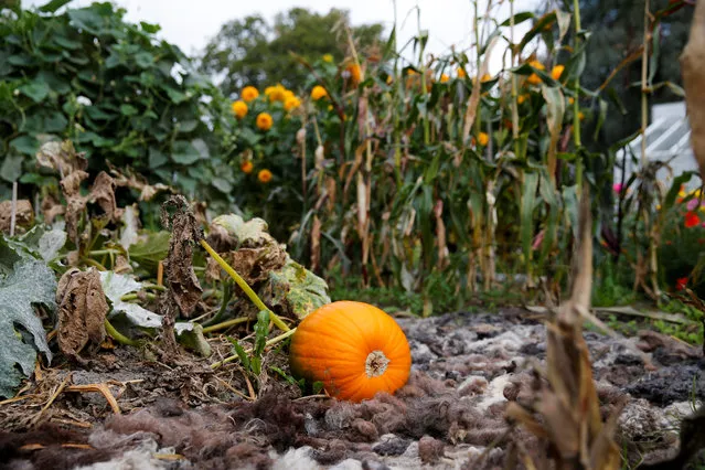 SWEDEN: A pumpkin grows at Rosendals Garden in Stockholm, Sweden, September 11, 2016. (Photo by Maxim Shemetov/Reuters)