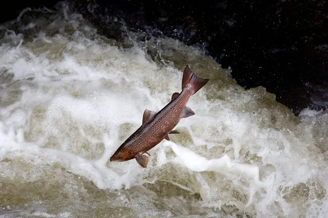 Migrating salmon are seen leaping at Buchanty Spout on the River Tay in Perthshire on October 10, 2023 in Crieff, Scotland. The salmon are returning upstream from the sea where they have spent between two and four winters feeding, with many covering huge distances to return to the fresh waters to spawn. (Photo by Jeff J. Mitchell/Getty Images)