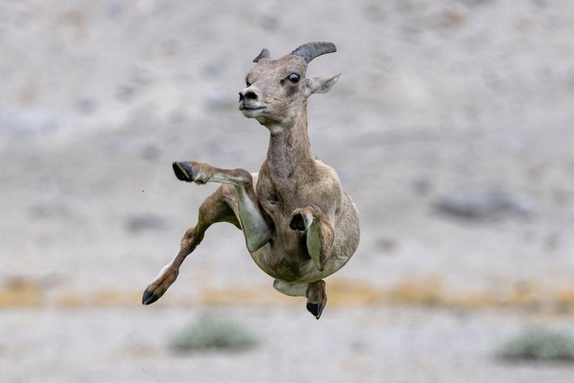 An endangered desert bighorn lamb leaps in play at a park where bighorns are tempted to leave the safety of their native habitat to eat grass and drink water in the summertime on August 9, 2023 near Indio, California. (Photo by David McNew/Getty Images)
