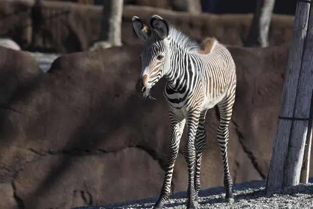 This undated photo provided by Saint Louis Zoo shows a baby zebra named Nova at the zoo, in St. Louis. The St. Louis Zoo welcomed a baby boom in recent weeks. Zoo officials announced Tuesday, February 5, 2019, that 11 calves of ungulates or hoofed mammals, were born in a recent 10-week period. Zoo officials say all the animals are healthy and bonding with their mothers. The animals include gazelles, addaxes, a zebra, kudus and nyalas. (Photo by Robin Winkelman/The Saint Louis Zoo via AP Photo)