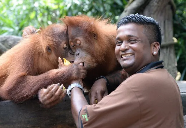 Kumaran Sesshe (R), head keeper of great apes with Wild Reserves Singapore feeds orangutan, newly named Ah Meng (C) with its foster brother Bino (L) at the Singapore Zoo on February 26, 2016. The Singapore Zoo revealed on February 26 a newly named orangutan after its descendant Ah Meng who is survived by six family members in Singapore Zoo. The first Ah Meng died in 2008. (Photo by Roslan Rahman/AFP Photo)