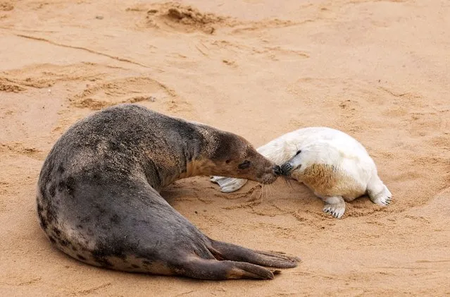 A Grey seal pup and its mother rest on Horsey Gap beach, on the Norfolk coast, Britain on December 15, 2023. (Photo by Andrew Couldridge/Reuters)