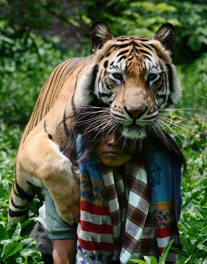 Indonesian Man Best Friends with 28 Stone Bengal Tiger