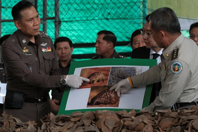 Police and government officers hold up pictures of pangolins during a news conference at the customs department in Bangkok, Thailand, February 2, 2017. Thai customs officials have seized 2.9 tons of pangolin scales worth 29 million Thai baht ($826,000) that were smuggled into Thailand from Congo and destined for Laos, authorities said on Thursday. (Photo by Athit Perawongmetha/Reuters)