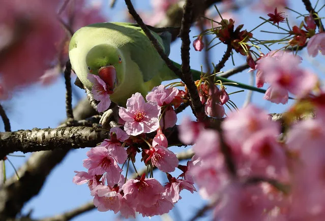 A cockatiel drinks the nectar of a Yoko cherry blossom, at Ueno park in Tokyo, Tuesday, March 22, 2016. The Japan Meteorological Agency confirmed Monday that buds of Tokyo's benchmark cherry tree of “Somei Yoshino” at a shrine started to bloom Monday, five days earlier than an average year and two days earlier than last year. (Photo by Shizuo Kambayashi/AP Photo)