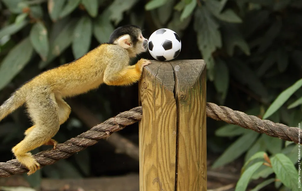 London Zoo Welcomes The Arrival Of Baby Bolivian Squirrel Monkey Rolo