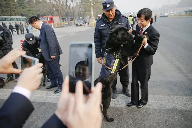 People take pictures of a police dog ahead of the closing ceremony of China's National People's Congress (NPC) at the Great Hall of the People in Beijing, China, March 16, 2016. (Photo by Damir Sagolj/Reuters)