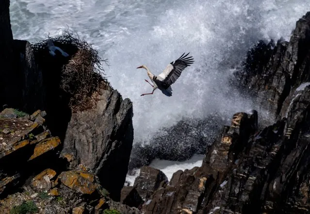 A storks flies to its nest in the cliffs high above the Atlantic Ocean in Cabo Sardao, Portugal Friday, March 29, 2024. (Photo by Michael Probst/AP Photo)